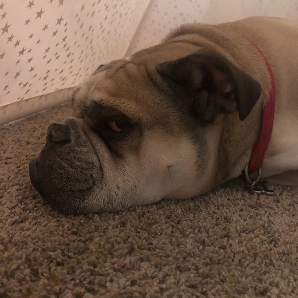 Welcome to my closet! Enjoy a few pictures of my bully and his baby ❤️❤️ - Picture 12 of 16